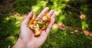 main contenant des champignons