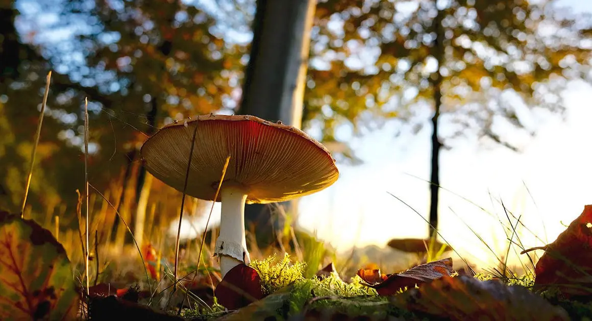 champignon sauvage dans la forêt